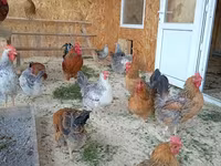 Chickens — Foto 7