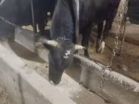 گاو نر, Swiss cattle — عکس 4