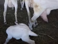 Kambing betina, Saanen goat — foto 6