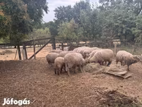 قوچ, Merino sheep — عکس 1