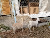 بز ماده, Saanen goat — عکس 2