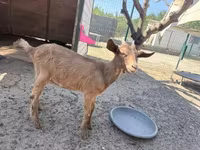 ወንድ ፍየል, Goats — ፎቶ 4