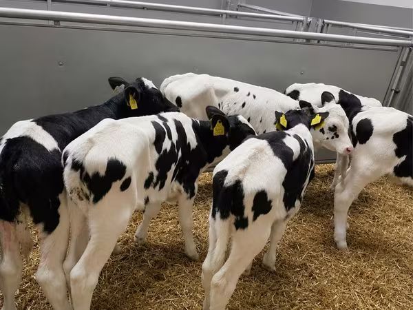 雄牛, Russian Black pied cattle