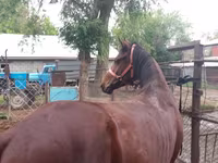 ม้าตัวผู้, Arabian horse — รูปภาพ 1