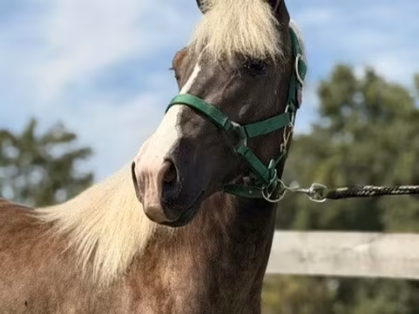 Kůň, Rocky Mountain Horse