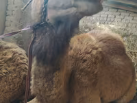 Unta betina, Camels — foto 1