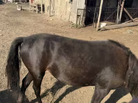 مادیان, Kazakh horse — عکس 3