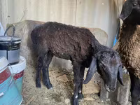 قوچ, Kazakh fat-tailed coarsewool sheep — عکس 3