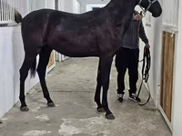 Kuda jantan, Akhal-Teke — foto 8