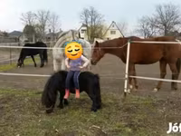 اسب نر, Shetland Pony — عکس 1