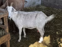بز ماده, Alpine goat — عکس 7