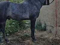 Koń, Friesian sport horse — zdjęcie 2