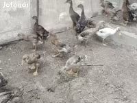 Ducks — fotografija 1