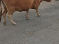 گاو ماده, Simmental cattle — عکس 7