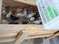 Chickens — ფოტო 3