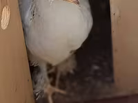 Chickens — عکس 2
