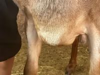 Kambing jantan, Arashan sheep — foto 3