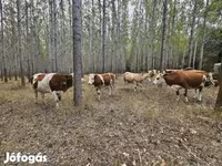 Lembu betina, Simmental cattle — foto 4
