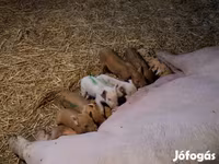 Scrofa, Maiali — foto 1