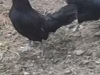 Chickens — عکس 4