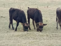 Skot (série, pohlaví neuvedeno), Swiss cattle — foto 2