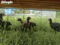 Turkeys — foto 4