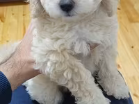 Maltipoo balaları – mini ölçülü, hipoallergen, tüksüz tökülməyə meylli — تصویر 3