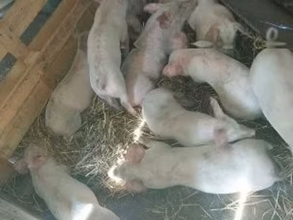 Sow, Pigs — Hungary