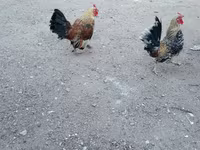 Chickens — foto 1