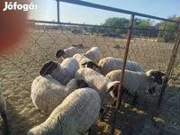 میش, White Suffolk sheep — عکس 2