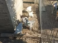 Brahma — foto 3