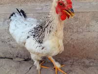 Brahma — Foto 5