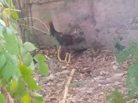Chickens — foto 1