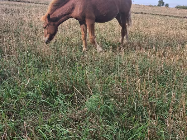 Faras dhaddig, Horses