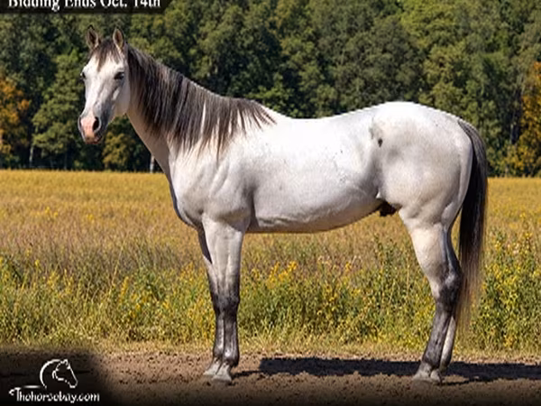 Hengst, Quarter Horse