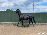 Cavallo, Nonius horse — foto 2