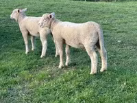 Biri-biri betina, Ile-de-France sheep — foto 1