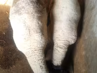 Vædder, White Suffolk sheep — foto 3