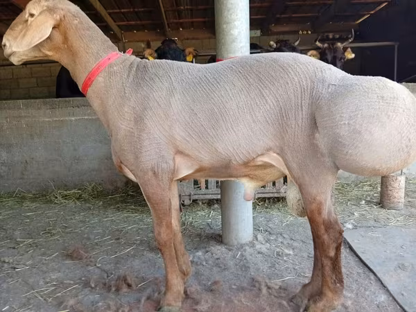 Beran, Edilbay sheep