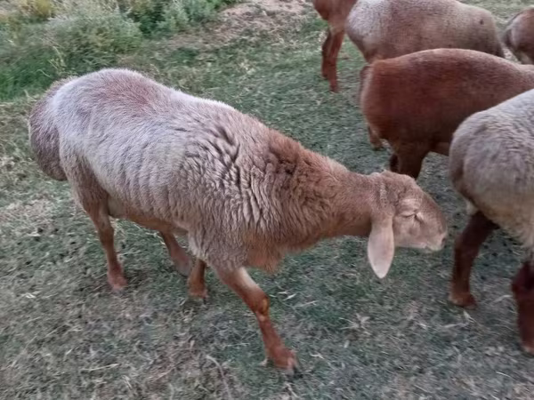 Baran, Edilbay sheep