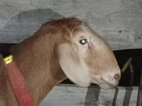 Beran, Arashan sheep — foto 7
