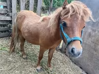 Horse (M), Shetland Pony — photo 3