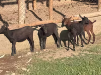 بز ماده, Alpine goat — عکس 2
