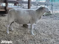 Ոչխար, Lacaune sheep — լուսանկար 6