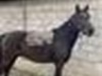 Kuda jantan, Horses — foto 6