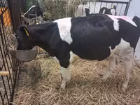 Dibi, Russian Black pied cattle — sawirka 3