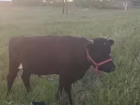 گاو ماده, Simmental cattle — عکس 4