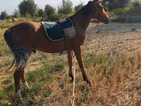 اسب نر, اسب — عکس 3