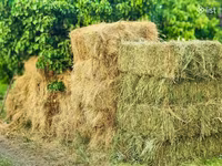 Խոտի տուկ, խոտ, թարմ խոտ — عکس 4