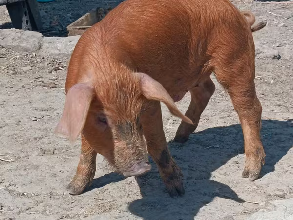Doofaarro (xirmo, jins lama sheegin), 